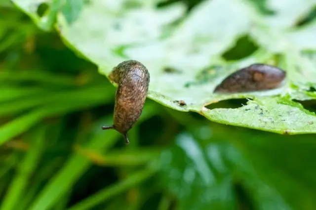 Delphinium: pests and diseases