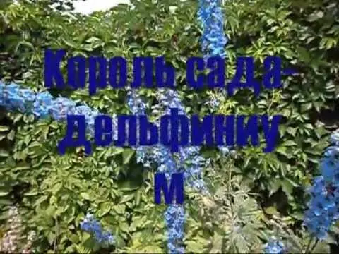 Delphinium: pests and diseases