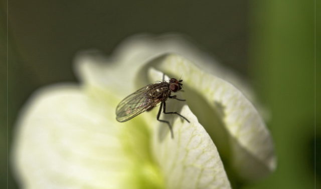 Delphinium: pests and diseases