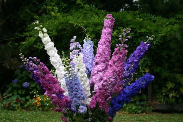 Delphinium transplant in autumn and spring