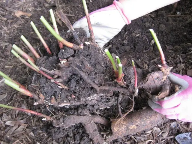 Delphinium transplant in autumn and spring