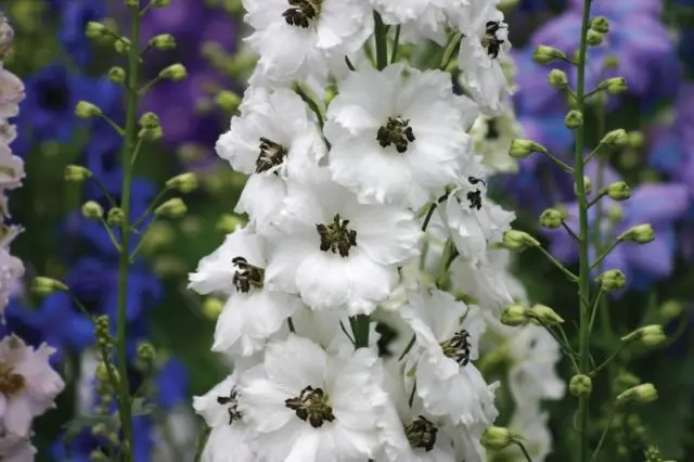 Delphinium transplant in autumn and spring