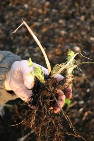 Delphinium transplant in autumn and spring