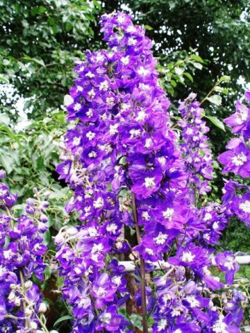 Delphinium transplant in autumn and spring