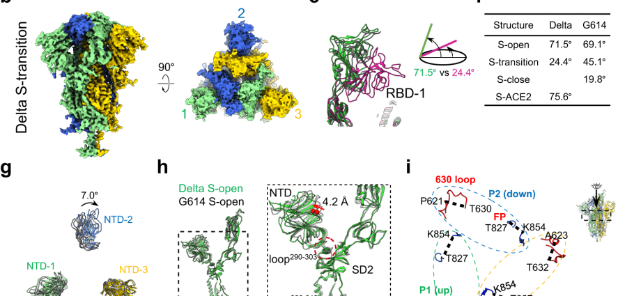 Delta variant mutates. This is very disturbing