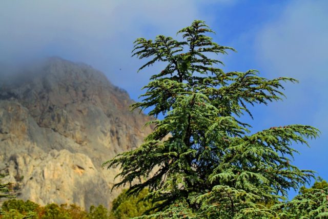 Deodar cedar (Himalayan)