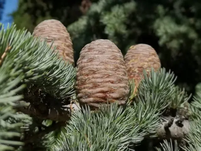 Deodar cedar (Himalayan)