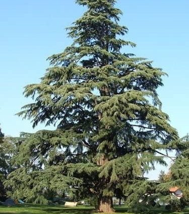 Deodar cedar (Himalayan)