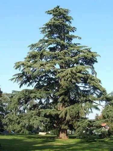 Deodar cedar (Himalayan)