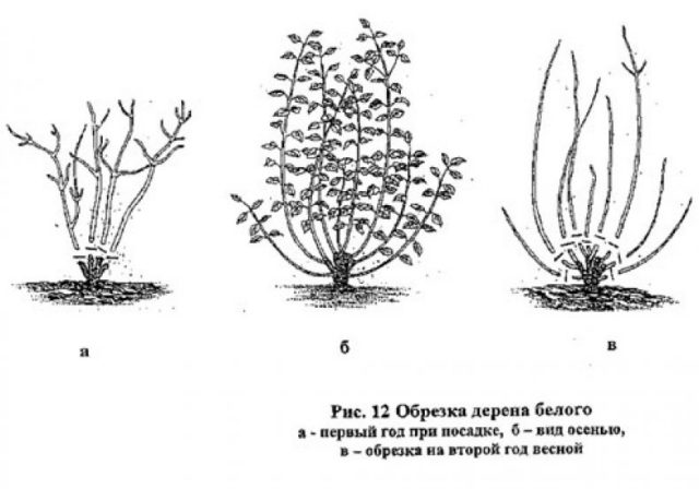 Derain white: photos and varieties