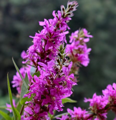 Derbennik: planting and care in the open field, varieties and species with photos and names