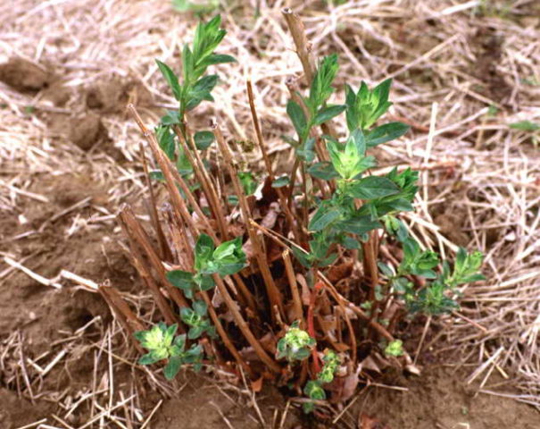 Derbennik: planting and care in the open field, varieties and species with photos and names