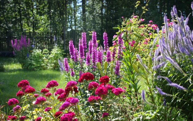 Derbennik: planting and care in the open field, varieties and species with photos and names