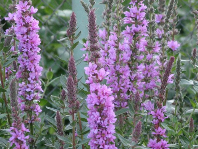 Derbennik: planting and care in the open field, varieties and species with photos and names