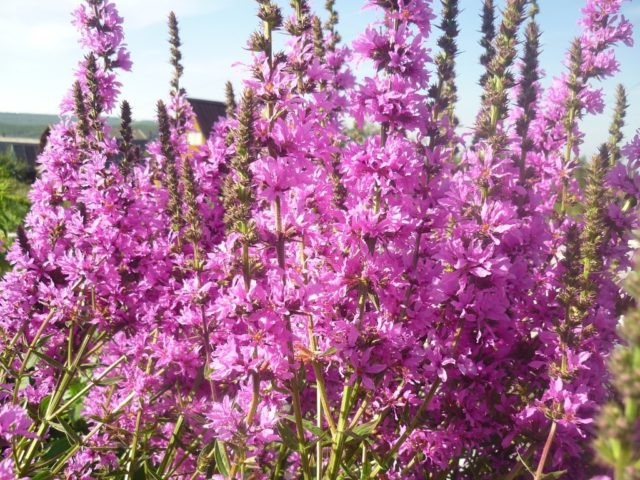 Derbennik: planting and care in the open field, varieties and species with photos and names