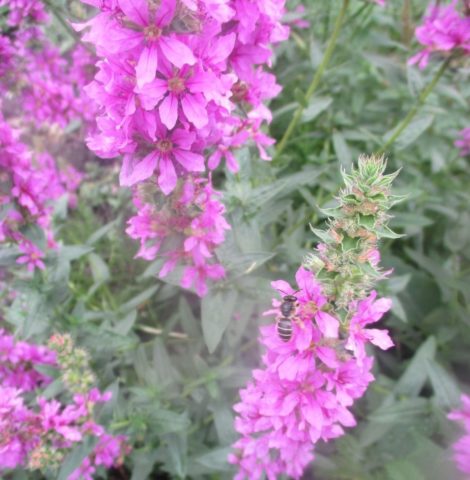 Derbennik: planting and care in the open field, varieties and species with photos and names