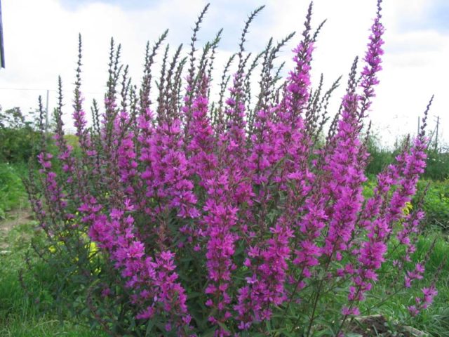 Derbennik: planting and care in the open field, varieties and species with photos and names