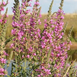 Derbennik: planting and care in the open field, varieties and species with photos and names