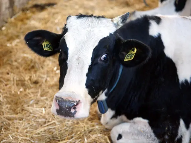 Dermatitis in cows on the udder: photo, how to treat