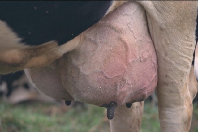 Dermatitis in cows on the udder: photo, how to treat