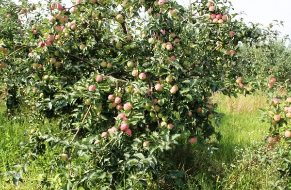 Description and advantages of the apple tree variety Orlovsky kandil