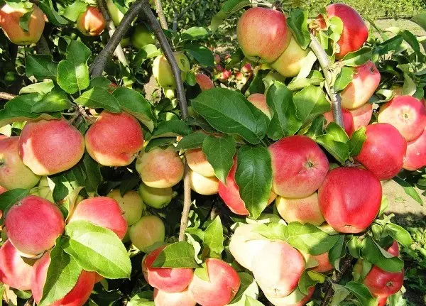 Description and advantages of the apple tree variety Orlovsky kandil