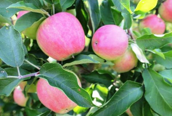 Description and advantages of the apple tree variety Orlovsky kandil