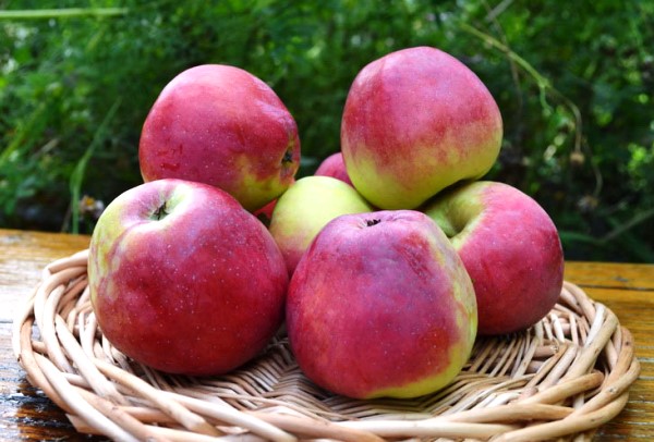 Description and advantages of the apple tree variety Orlovsky kandil