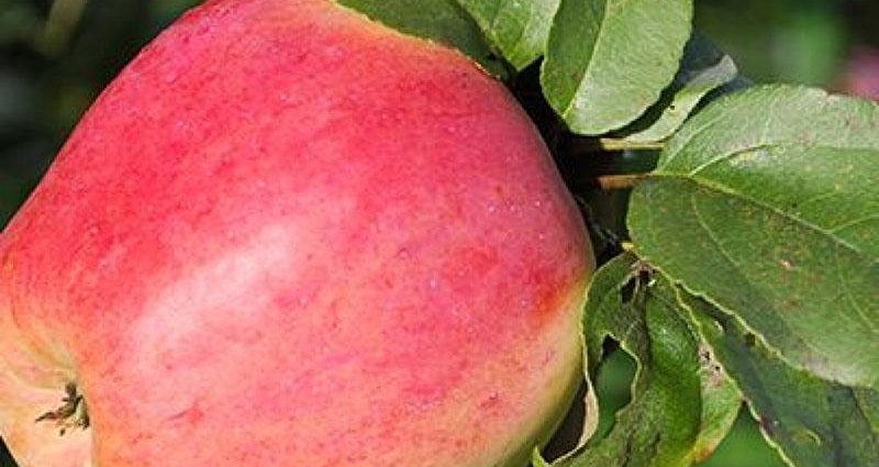 Description and advantages of the apple tree variety Orlovsky kandil