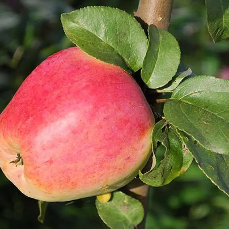 Description and advantages of the apple tree variety Orlovsky kandil