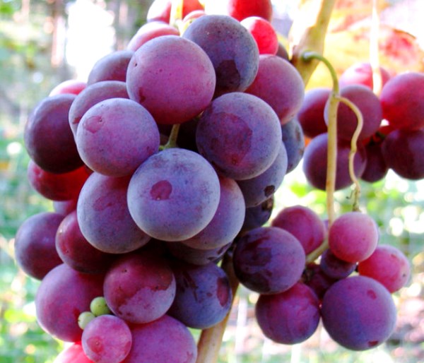 Description and advantages of the Cardinal grape variety