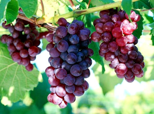 Description and advantages of the Cardinal grape variety