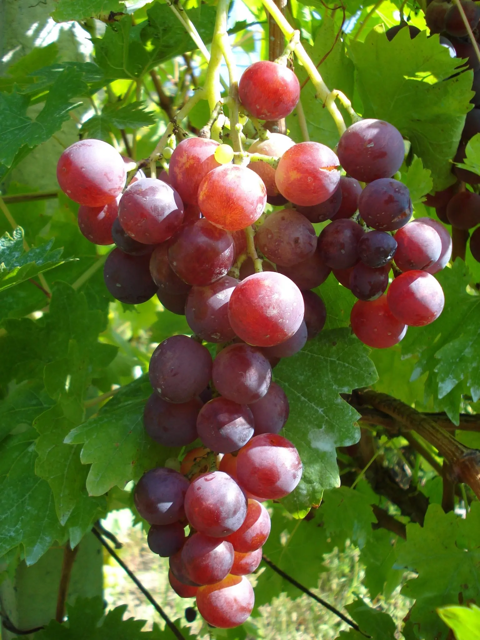 Description and advantages of the Cardinal grape variety