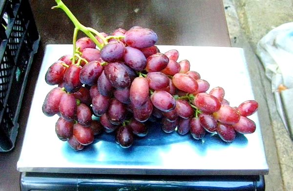 Description and advantages of the Rizamat grape variety with a photo