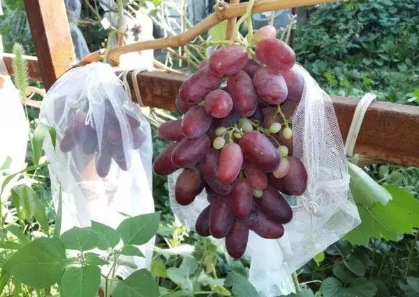 Description and advantages of the Rizamat grape variety with a photo