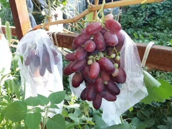 Description and advantages of the Rizamat grape variety with a photo