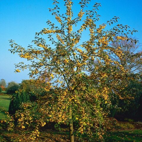 Description and best varieties of ornamental apple trees