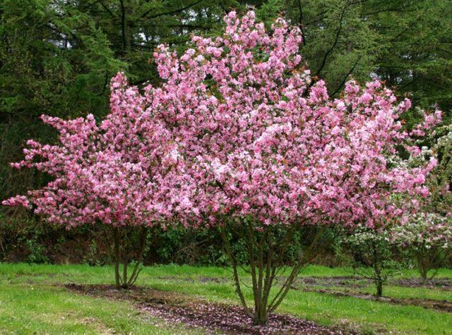 Description and best varieties of ornamental apple trees