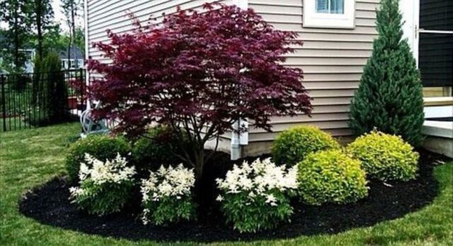 Description and best varieties of ornamental apple trees