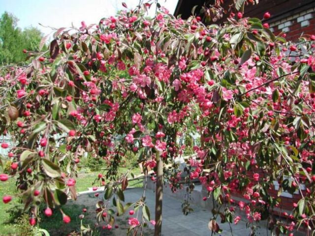 Description and best varieties of ornamental apple trees