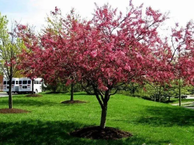 Description and best varieties of ornamental apple trees