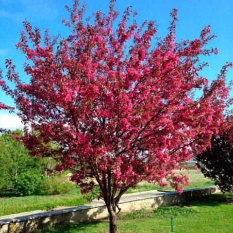 Description and best varieties of ornamental apple trees