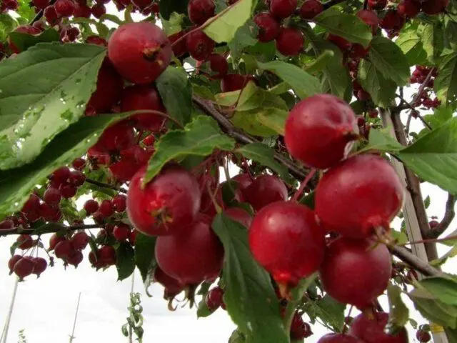 Description and best varieties of ornamental apple trees