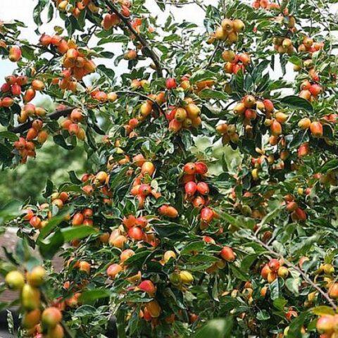 Description and best varieties of ornamental apple trees