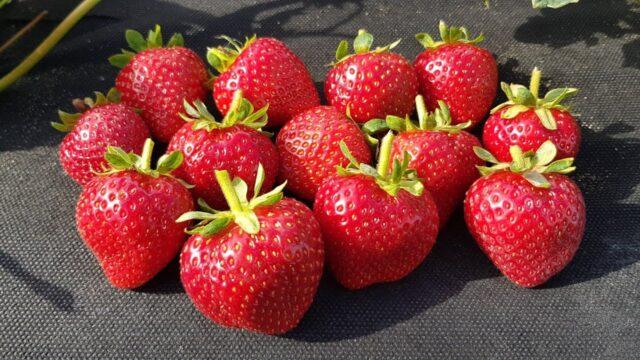 Description and characteristics of remontant strawberries Cabrillo (Cabrillo)