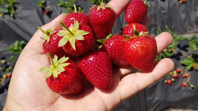 Description and characteristics of remontant strawberries Cabrillo (Cabrillo)