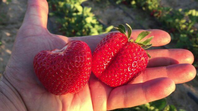 Description and characteristics of remontant strawberries Cabrillo (Cabrillo)