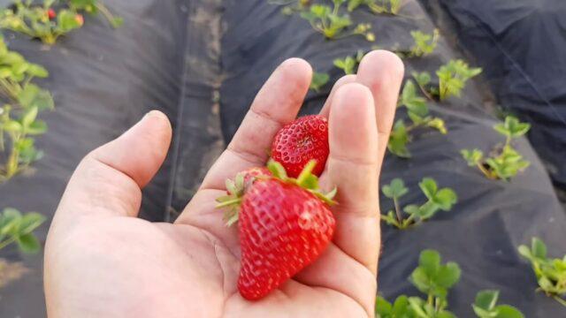 Description and characteristics of remontant strawberries Cabrillo (Cabrillo)