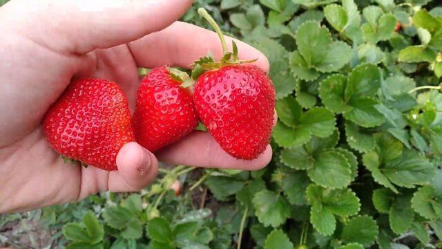 Description and characteristics of remontant strawberries Malga (Malga)