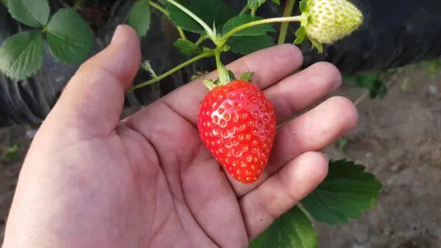 Description and characteristics of remontant strawberries Malga (Malga)